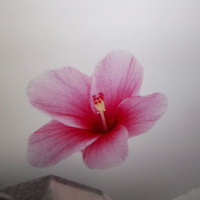 Натяжной потолок с фотопечатью цветы